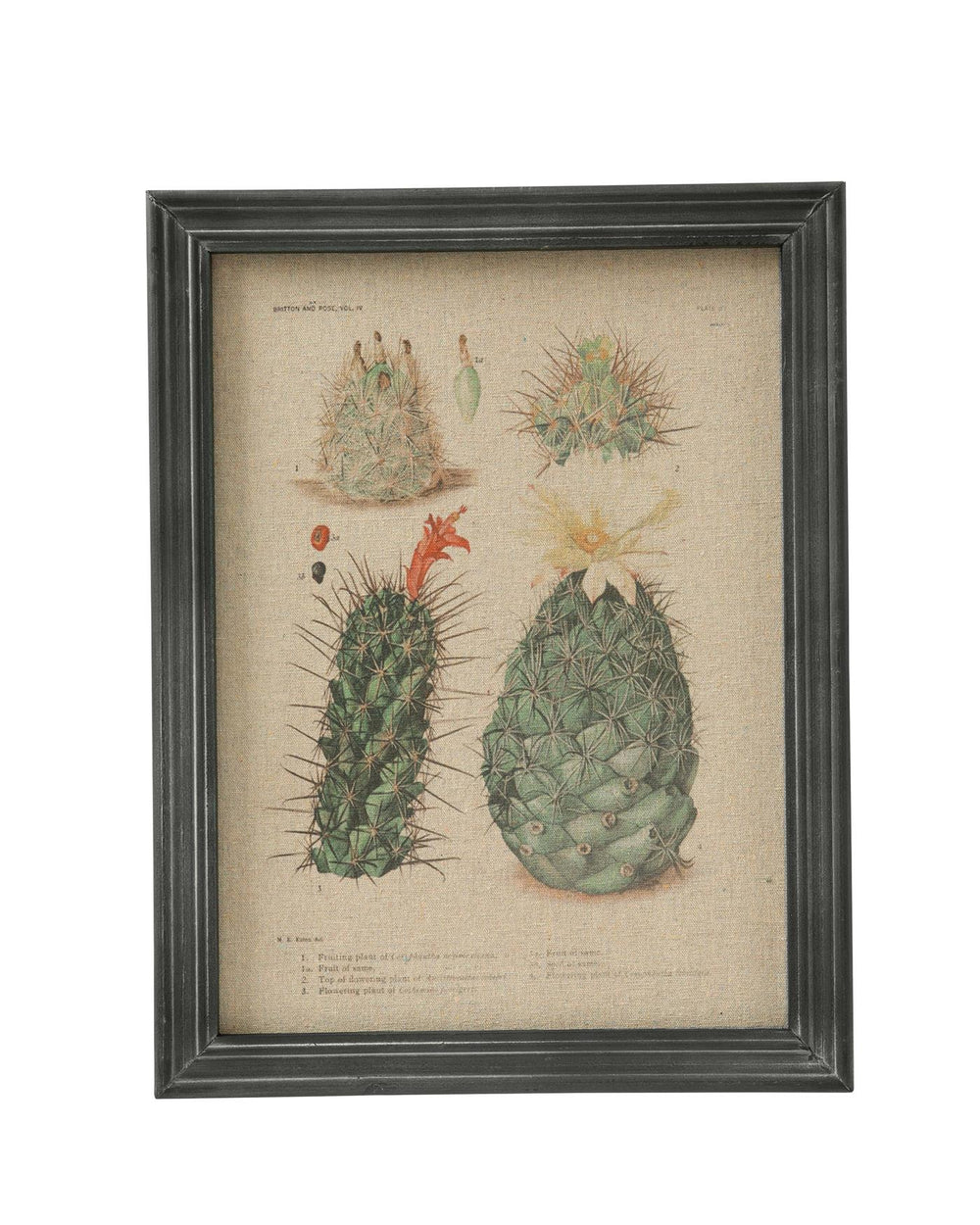 Wandbild Kaktuspflanzen