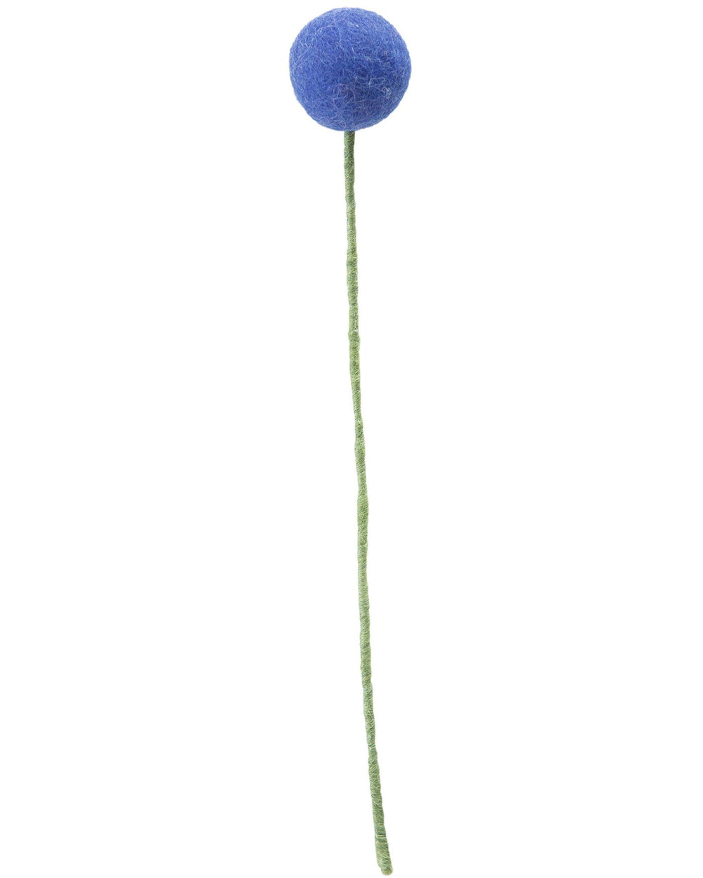 Pomponblume Aquamarin