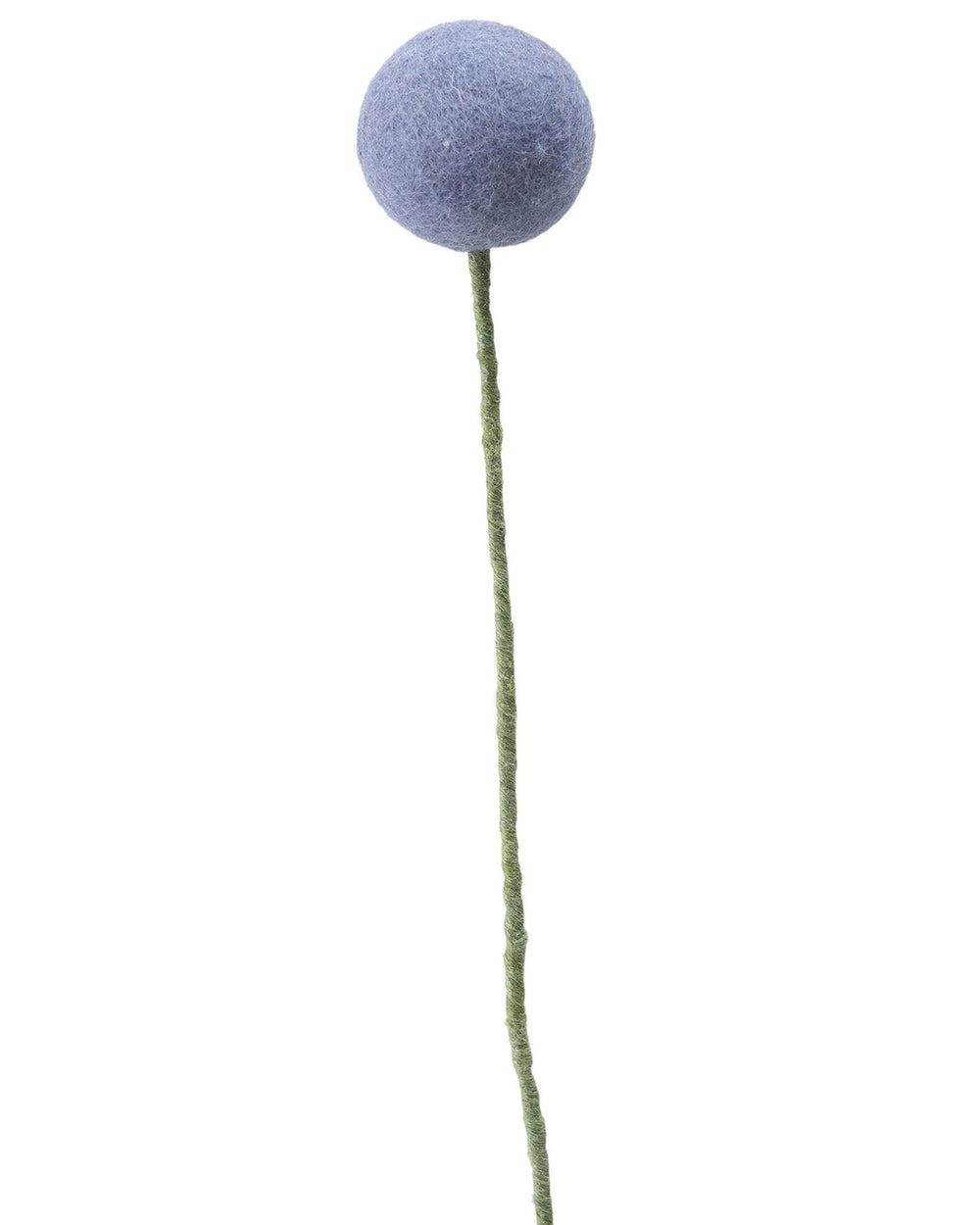 Pomponblume Lavendel