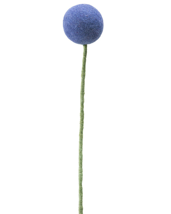 Pomponblume Violet-Blau