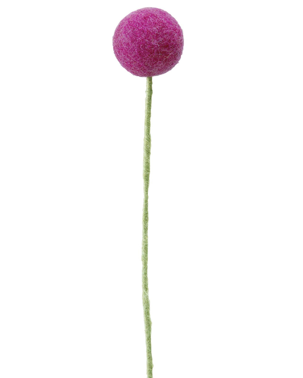 Pomponblume Magenta