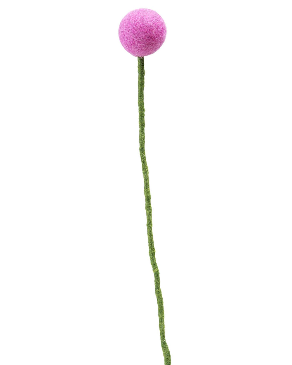 Pomponblume Pink