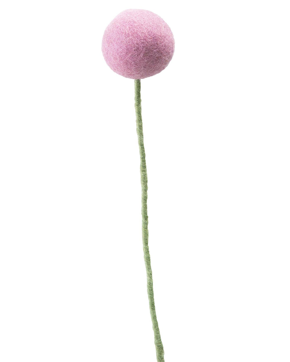 Pomponblume Rosa