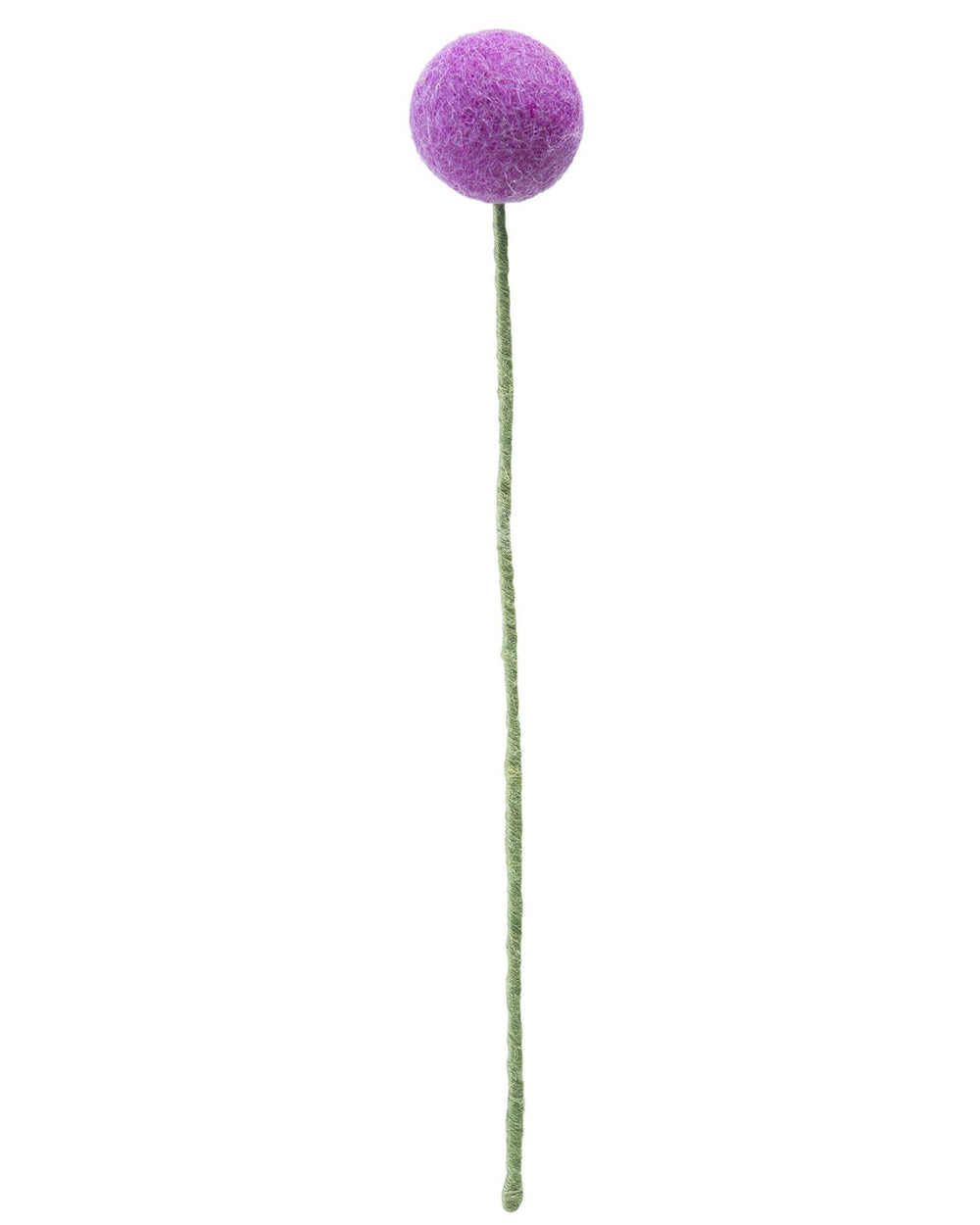 Pomponblume Lila