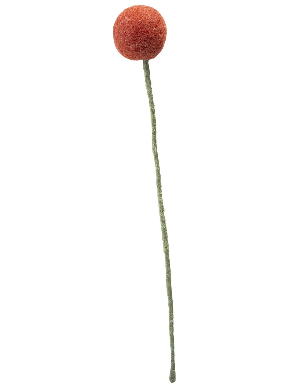Pomponblume Rot
