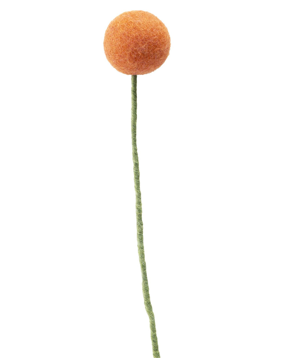 Pomponblume Orange