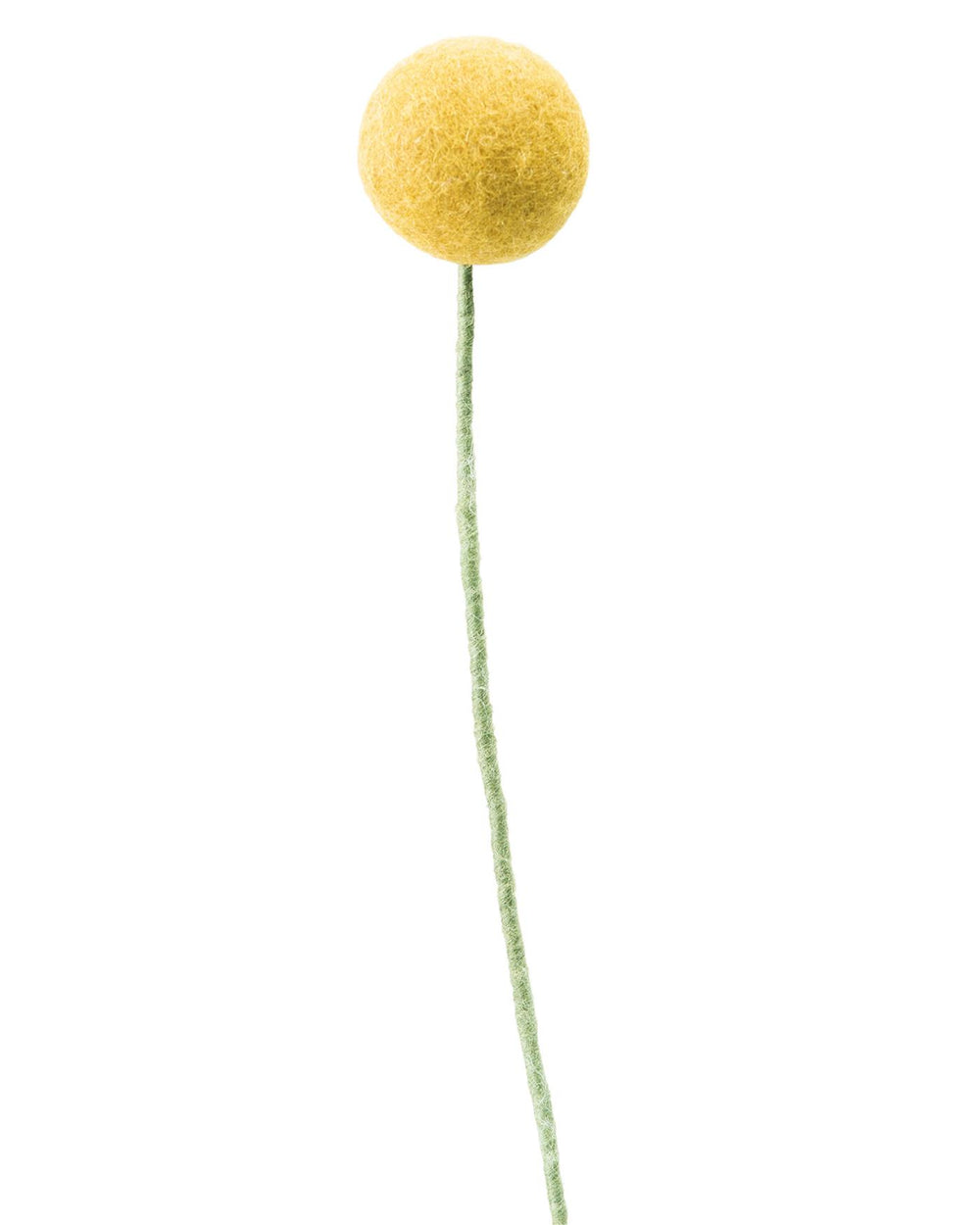 Pomponblume Sandgelb