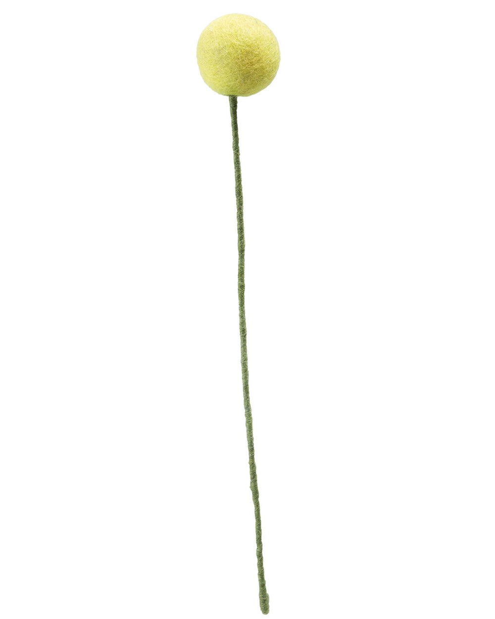 Pomponblume Gelb