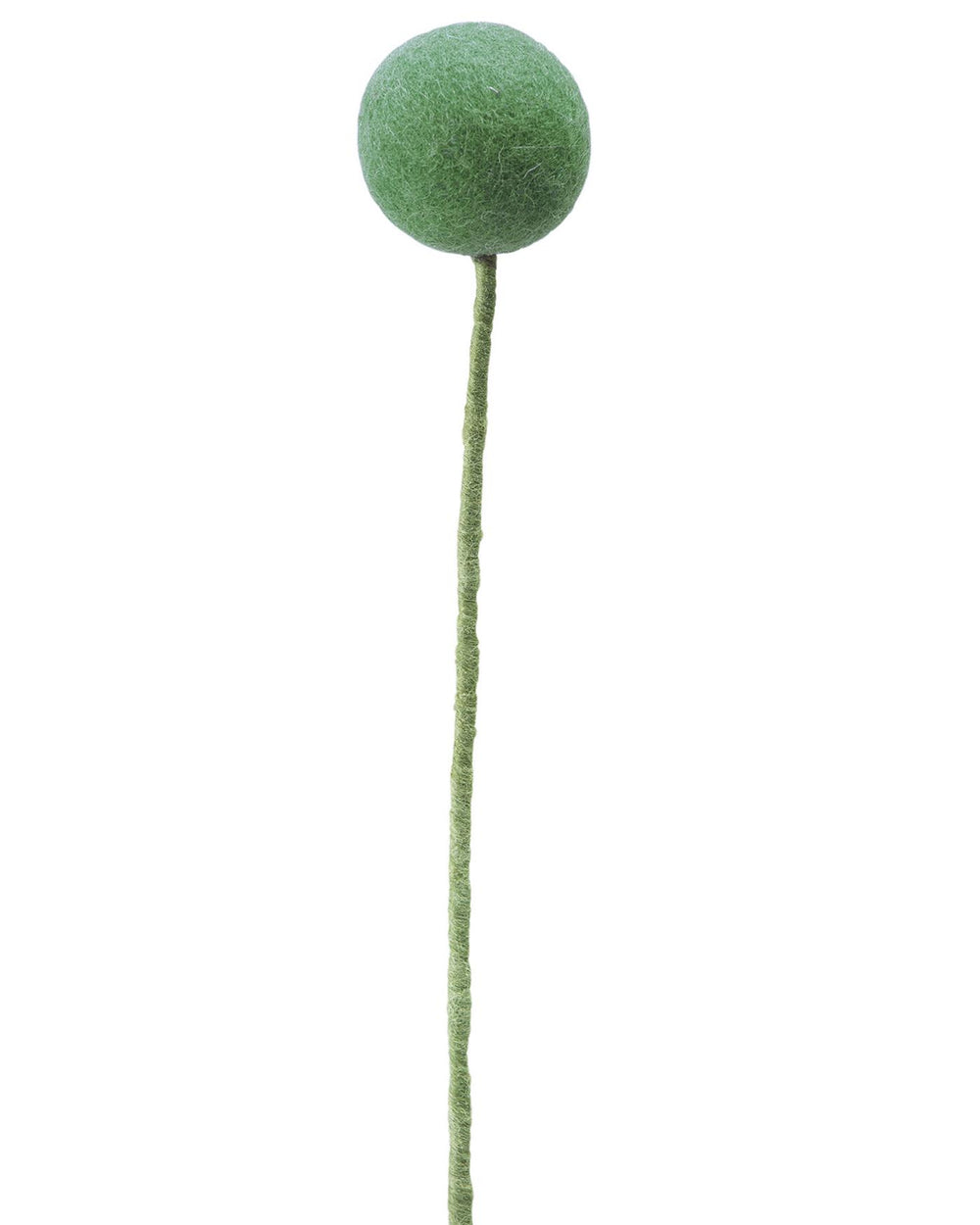 Pomponblume Salbeigrün