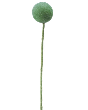 Pomponblume Salbeigrün
